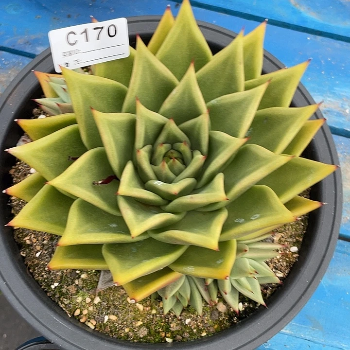 若如东云单拍C170