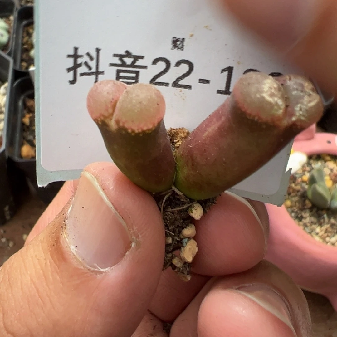 22-189肉锥多肉植物