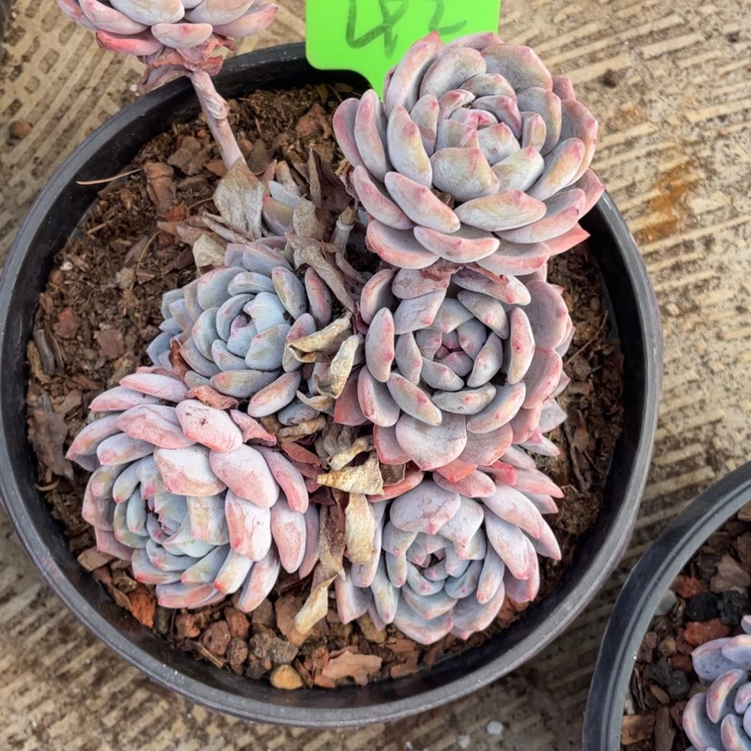 敏***行星影多头群生42号