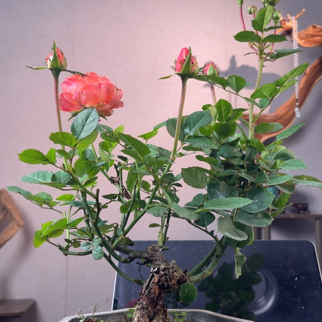 天***命少量花朵（建议范围：2朵-5朵 或40%以下）