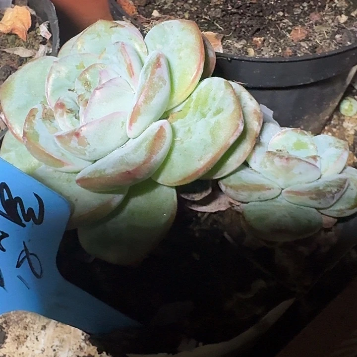 多肉泡芙多肉泡芙