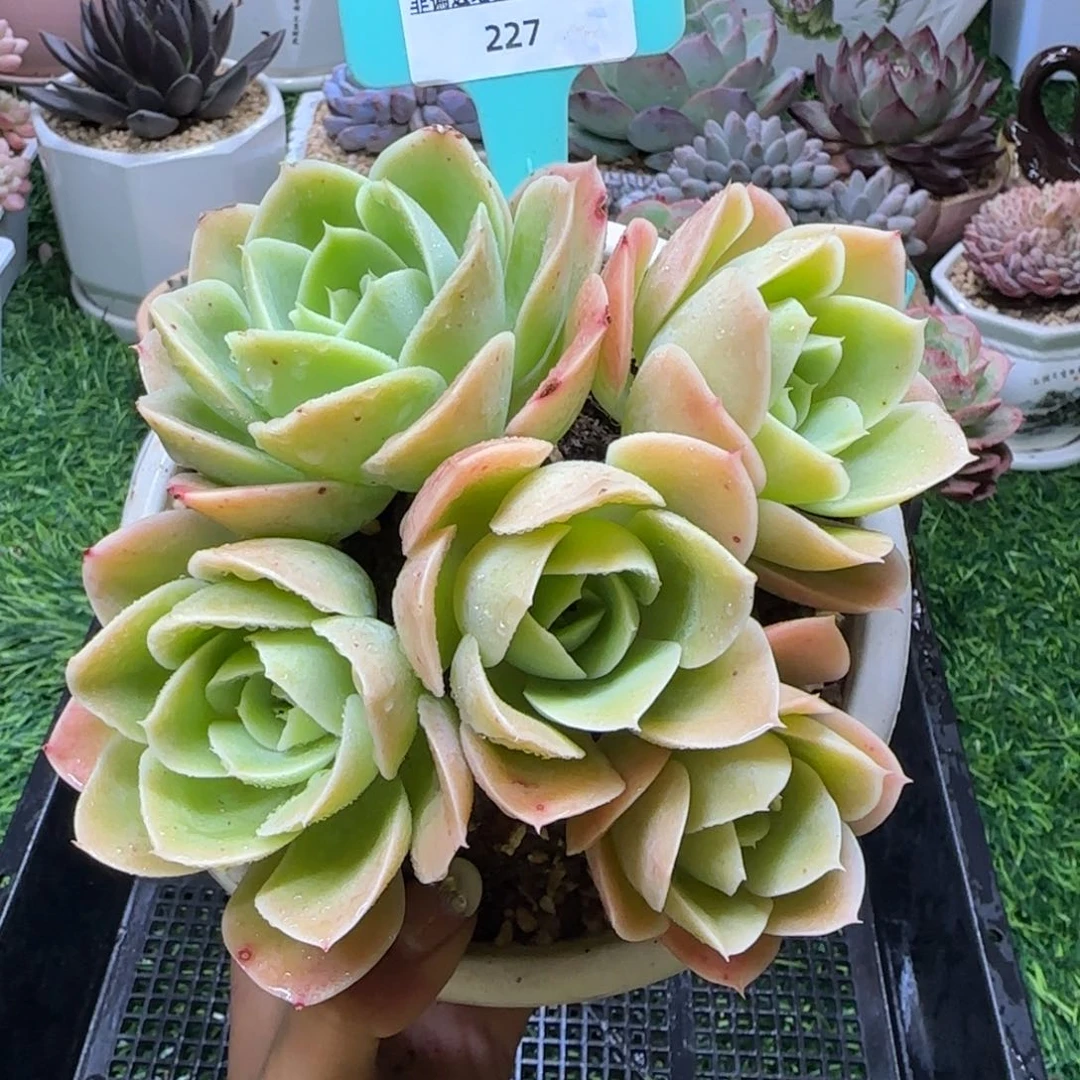 唐二姐多肉编号227