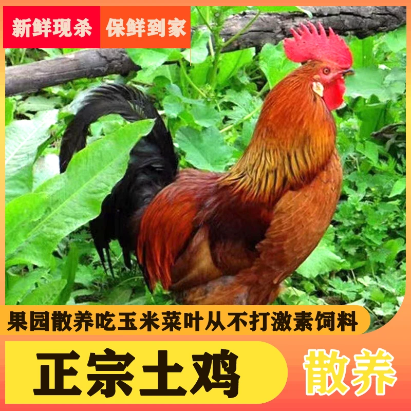 【冷链发货】田园散养溜达鸡土公鸡一只3-3.2斤顺丰包邮
