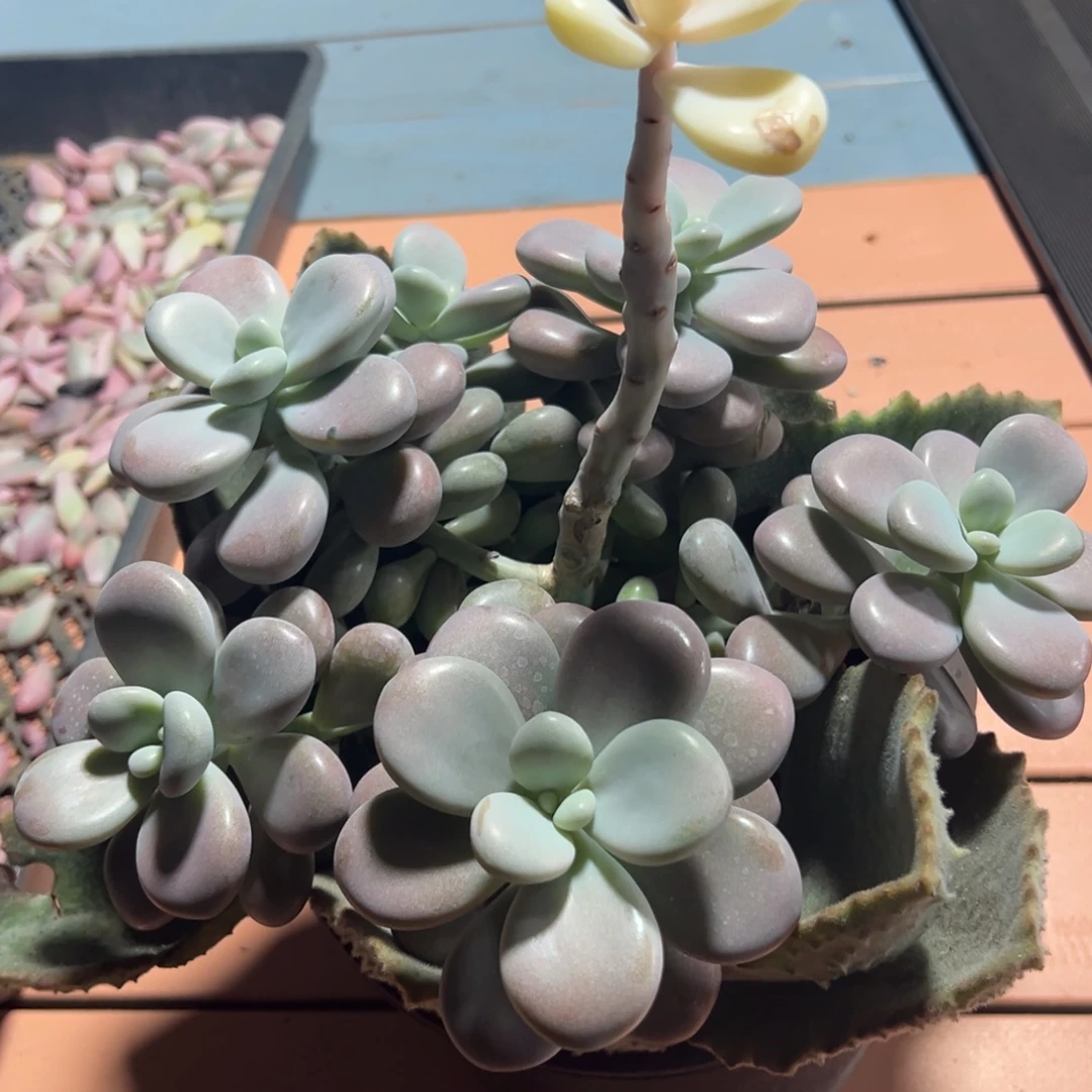 包***抠桃蛋一枝独秀锦，不包短价格