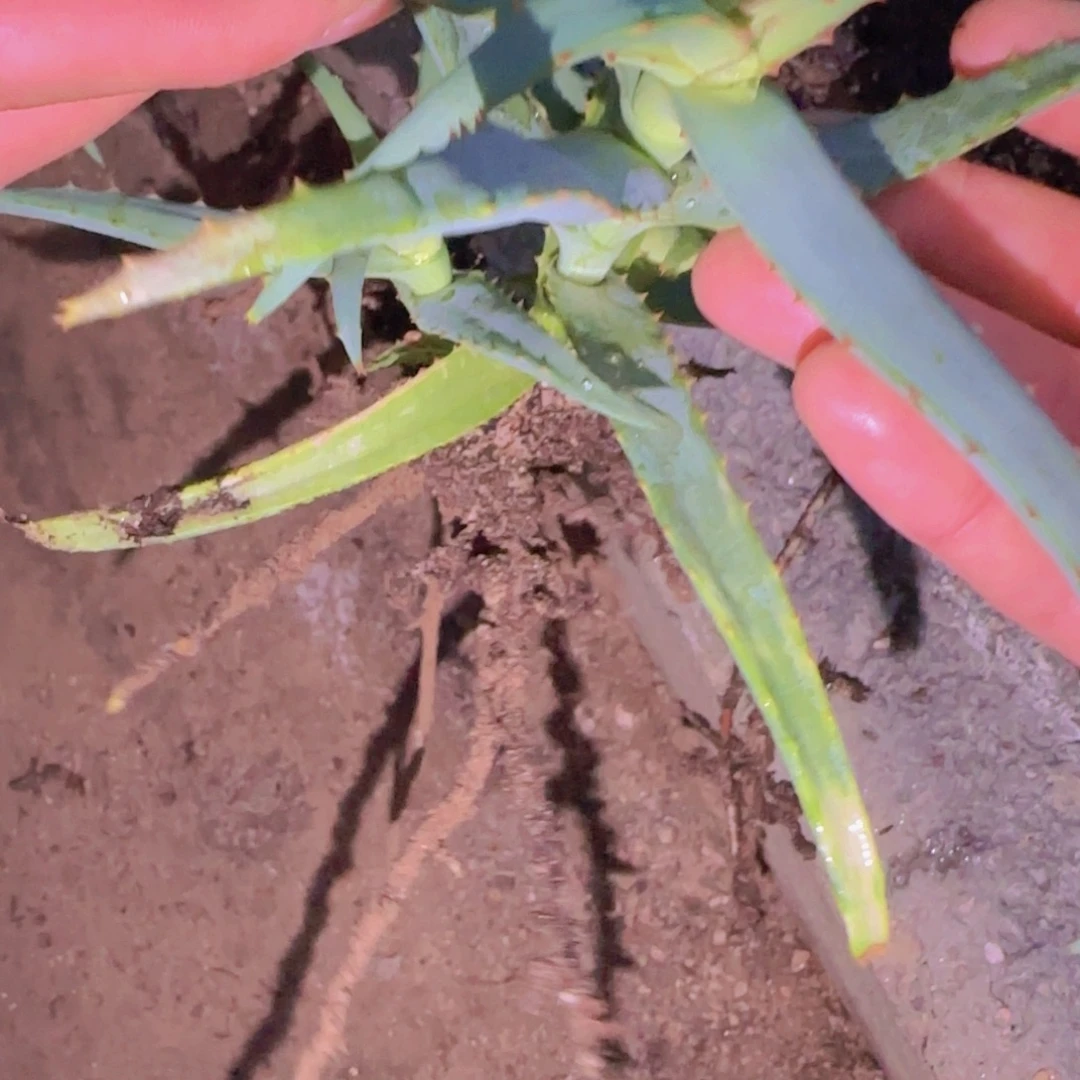 ****猪块根植物块根植物
