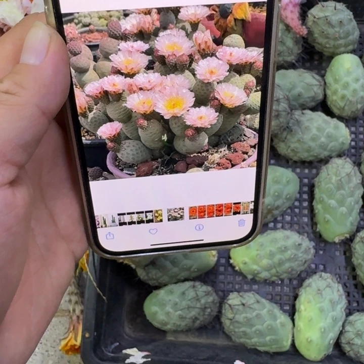 黑刺大型习志野无根侧牙4公分左右斑，20包邮