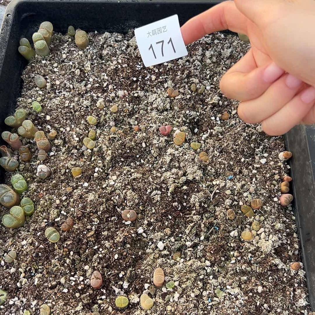 清框脱土发无售后     171