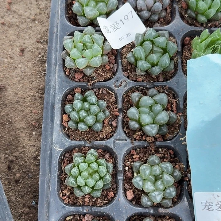 直播福利一物一拍197