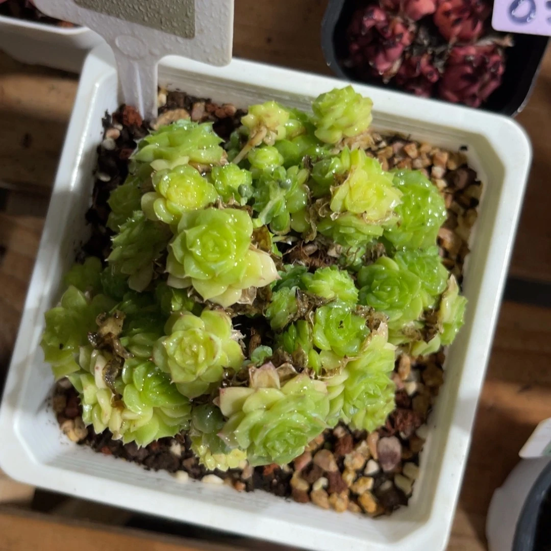 c***n云尘多肉一物一拍707