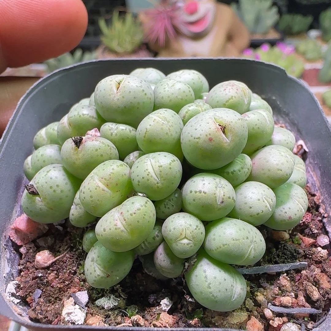 杂交。              124