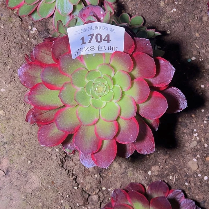 1704粉花妖多肉植物