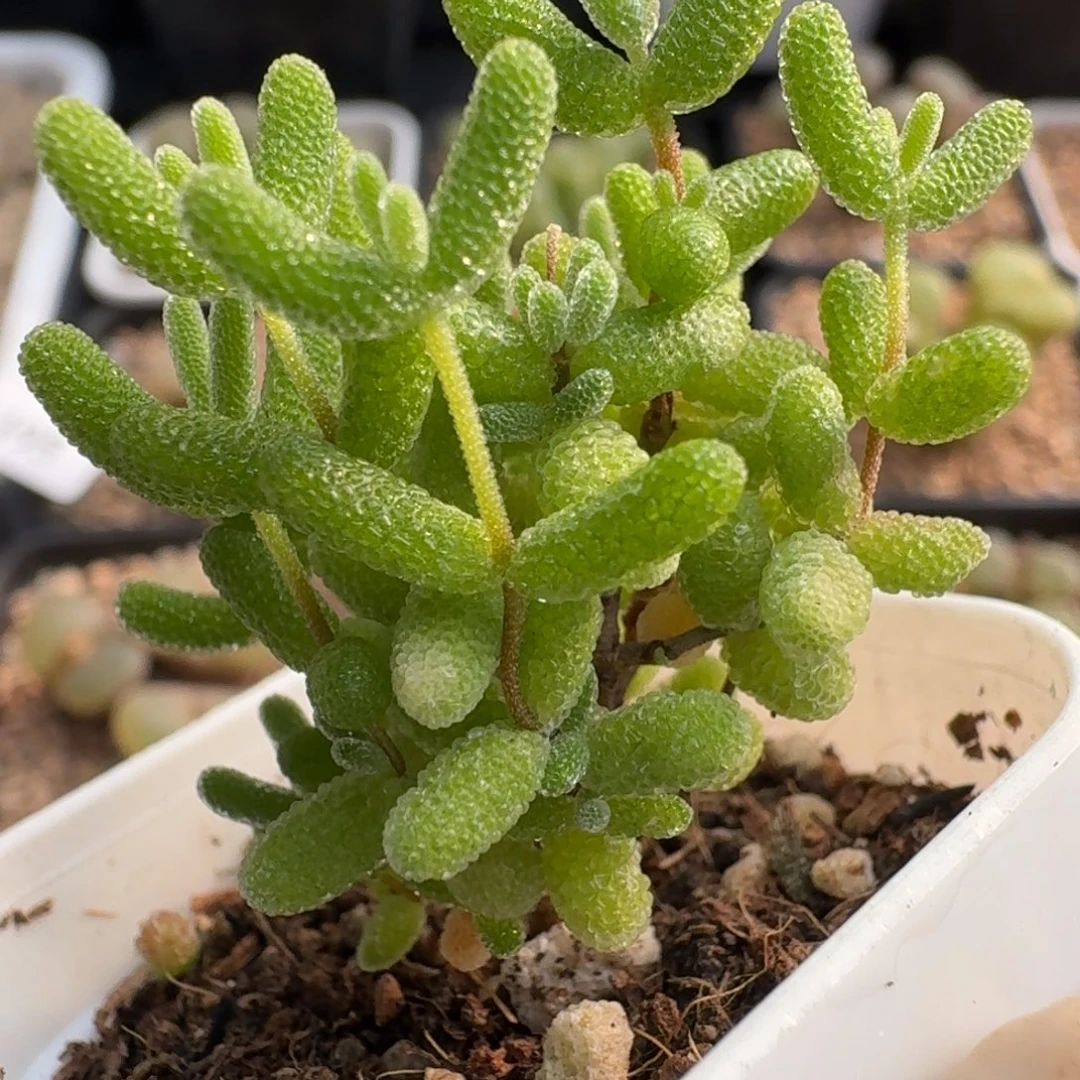 蜜橘糖球213肉锥植物