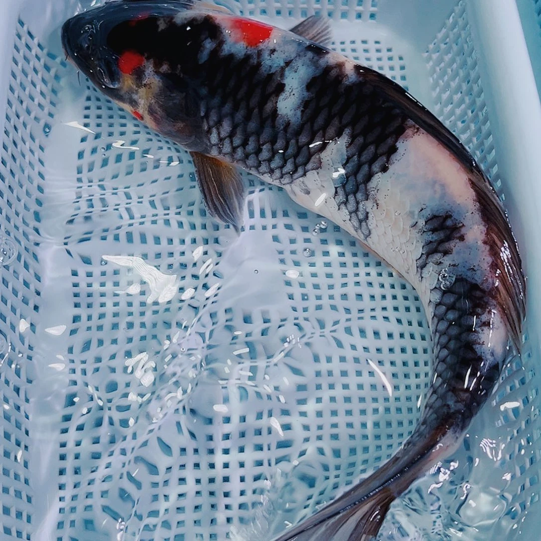 锦鲤锦鲤冷水鱼观赏131