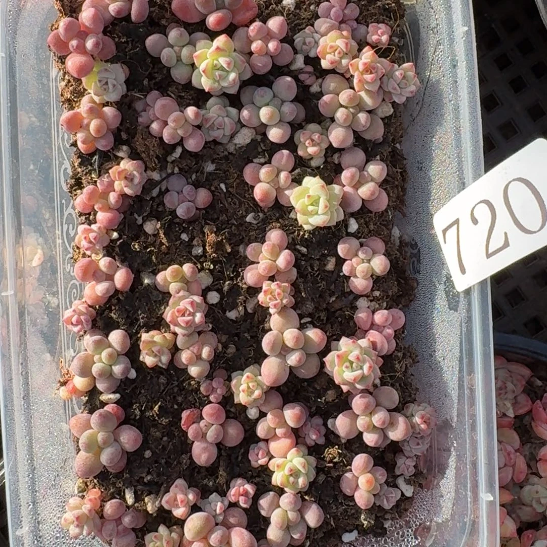 多肉植物多肉植物720