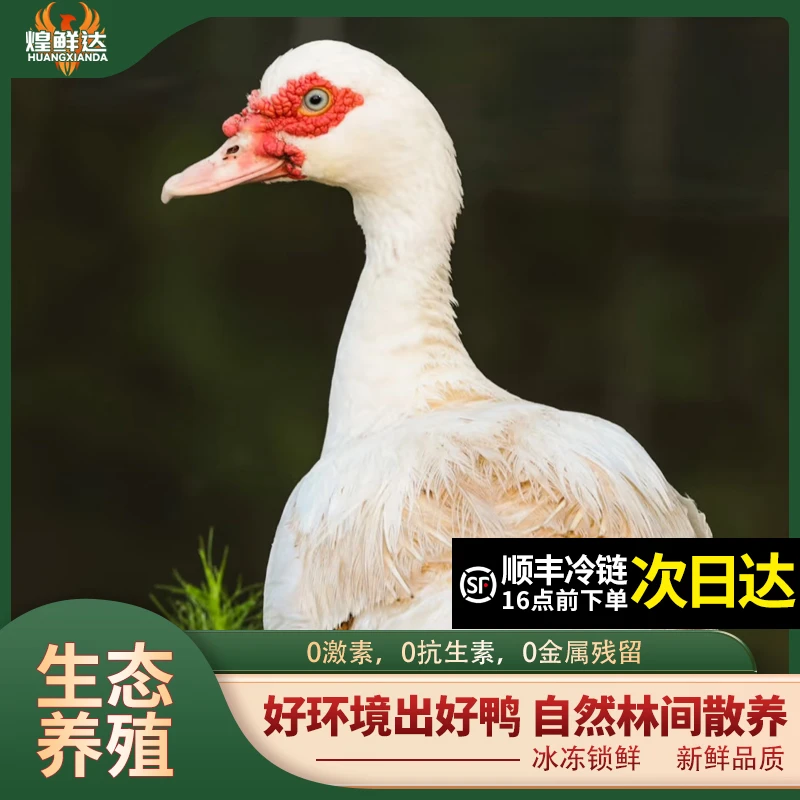 【顺丰冷链】四斤半番鸭红嘴雁麝香鸭滕鸭鸳鸯鸭饨鸭旱鸭母番鸭无瘤现杀锁鲜发货