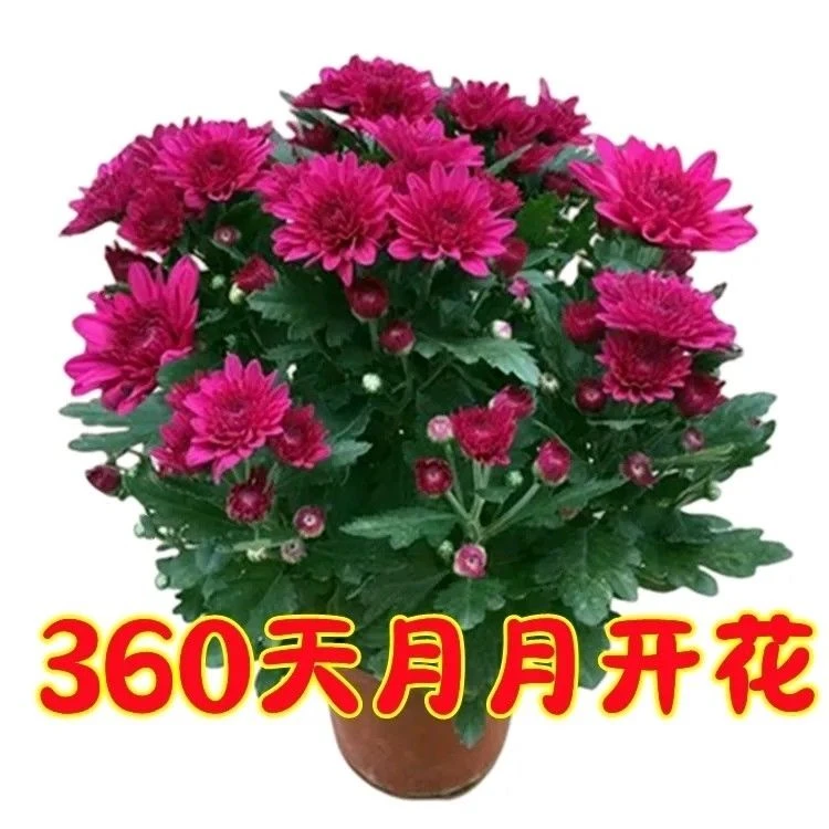【带花苞发货】重瓣荷兰菊盆栽菊花大苗室内阳台花卉好养四季仙人掌