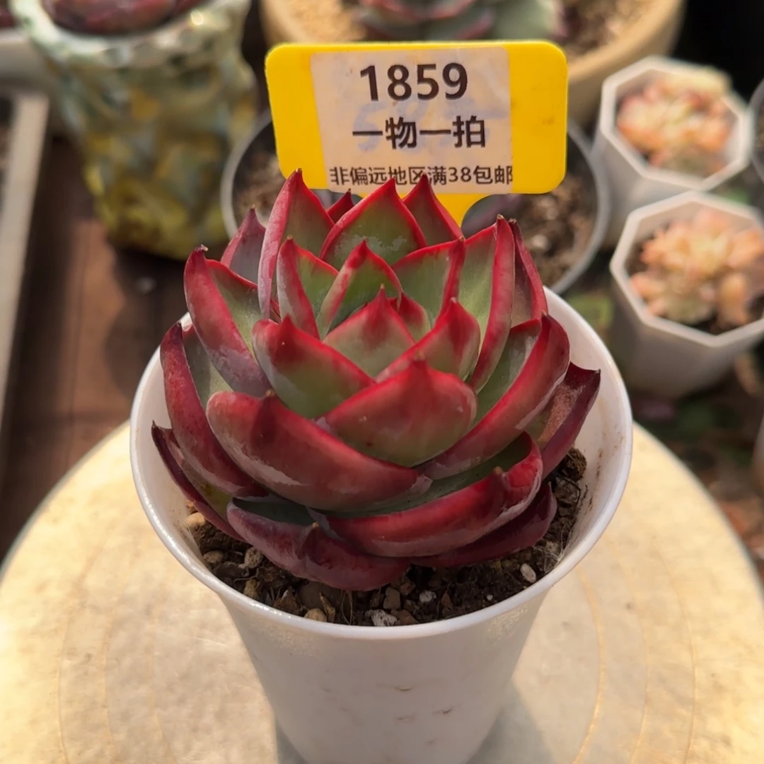 云南精品多肉1859