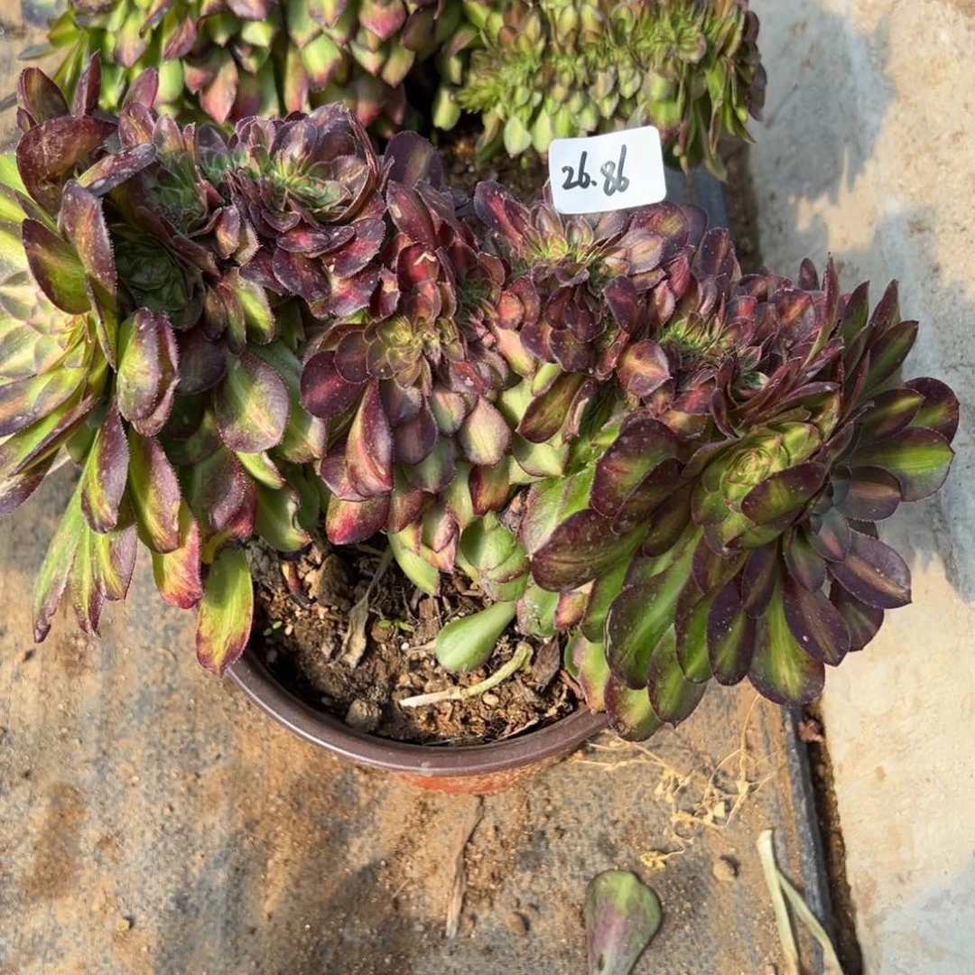 86抹茶缀多肉多肉多肉多肉