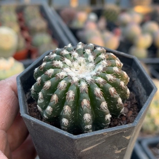 当前无花栽培后可以开花实生18棱猫爪奇特球