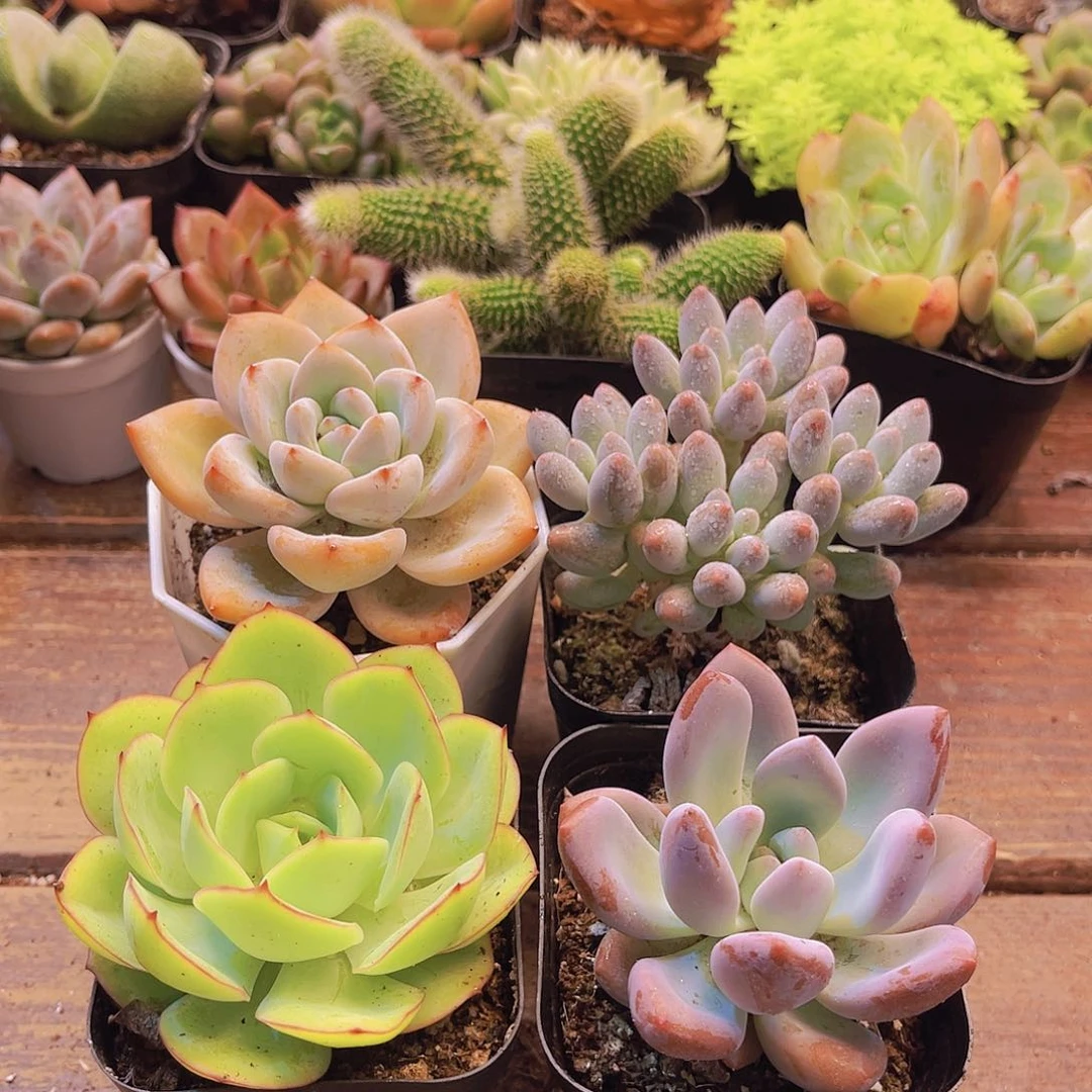 婴儿手指➕星星雪➕牡丹亭➕奥普