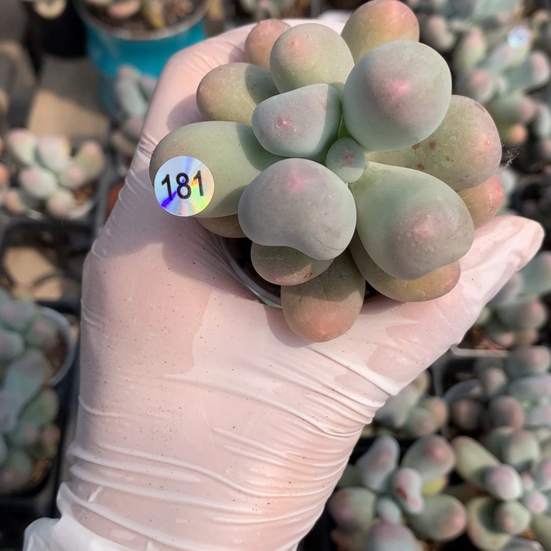 米可奶酪多肉米可奶米可奶酪181