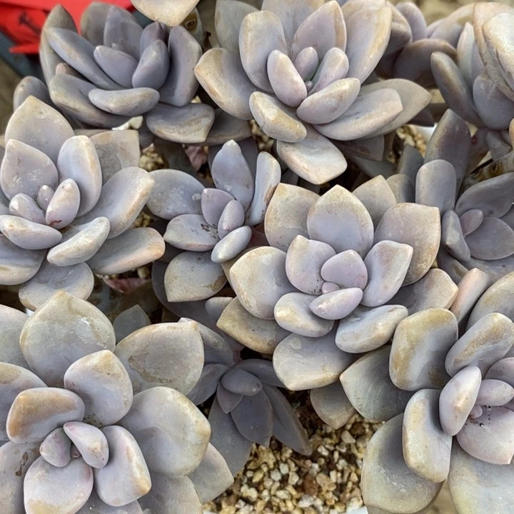 豆***妈888808008888888888