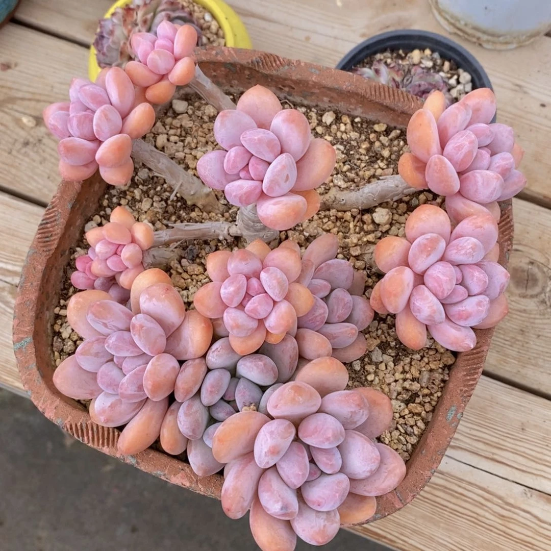 可问主播品种，下滑链接更多品种多肉植物选择
