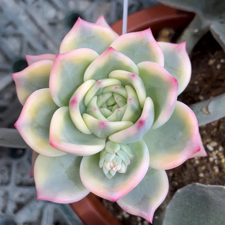 暗夜香槟锦一物一拍