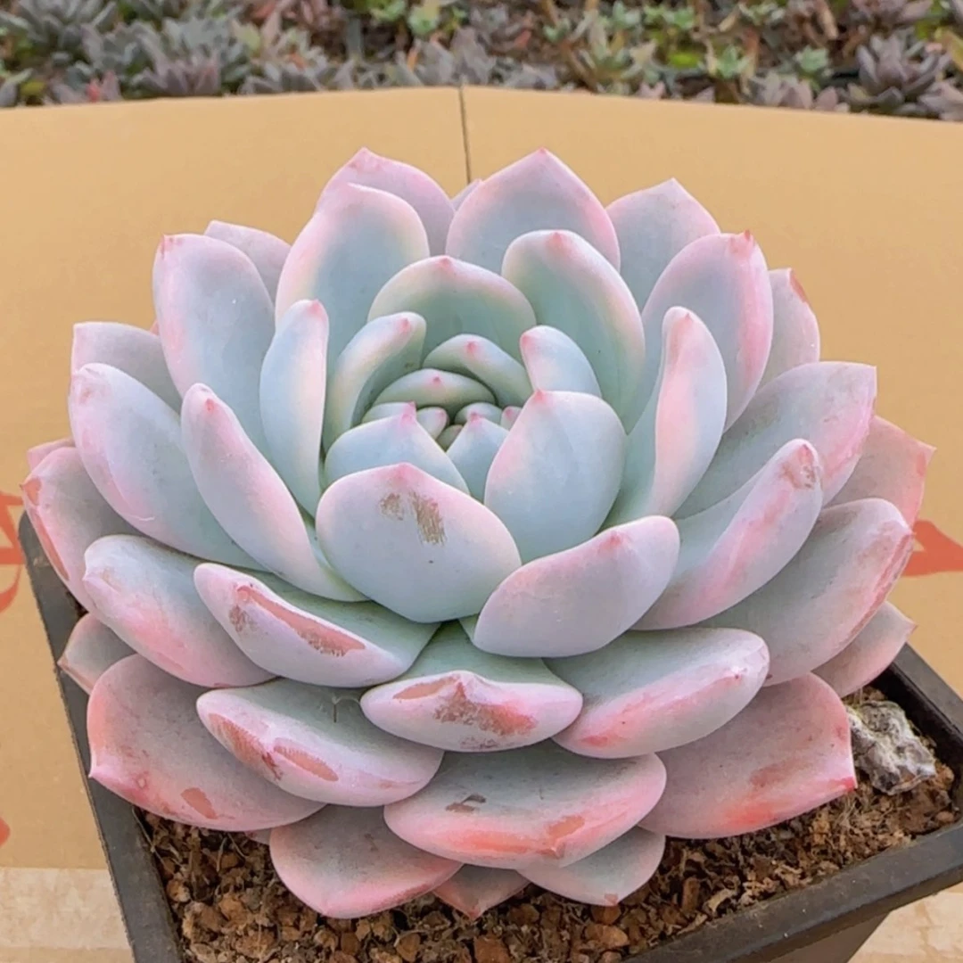 【闪购商品】橙梦露锦9.9