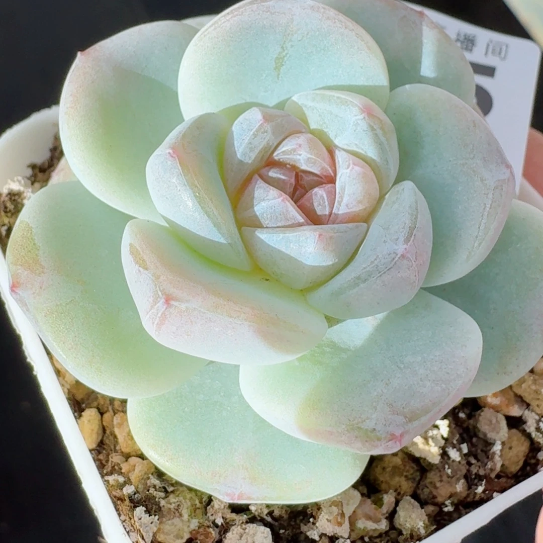 玉清风      愿你一路坦途，乘风破浪展宏图