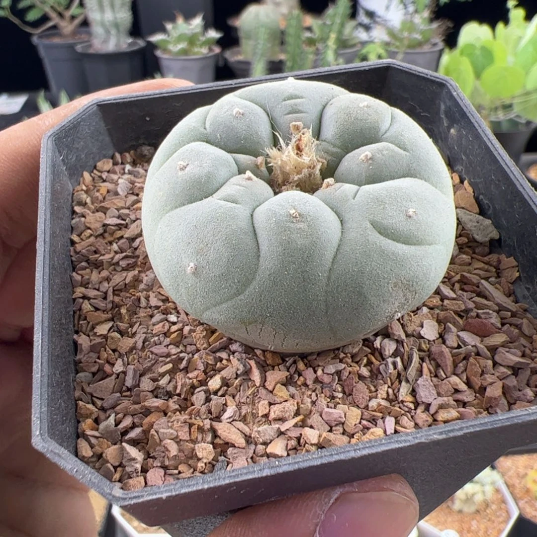 白肌草球实生4.2一物一拍带盆发