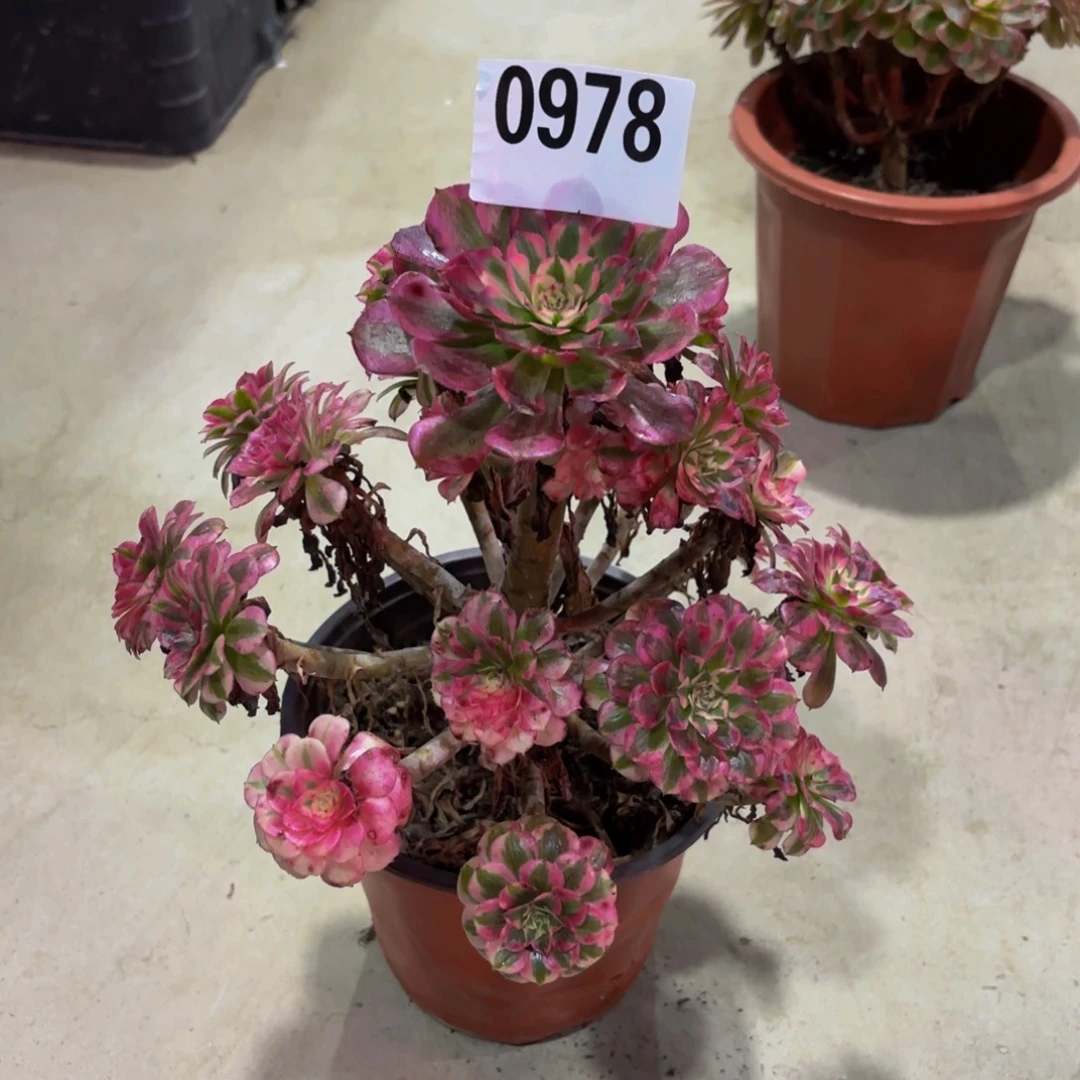 小***鹰无花朵0978红铜白1111111