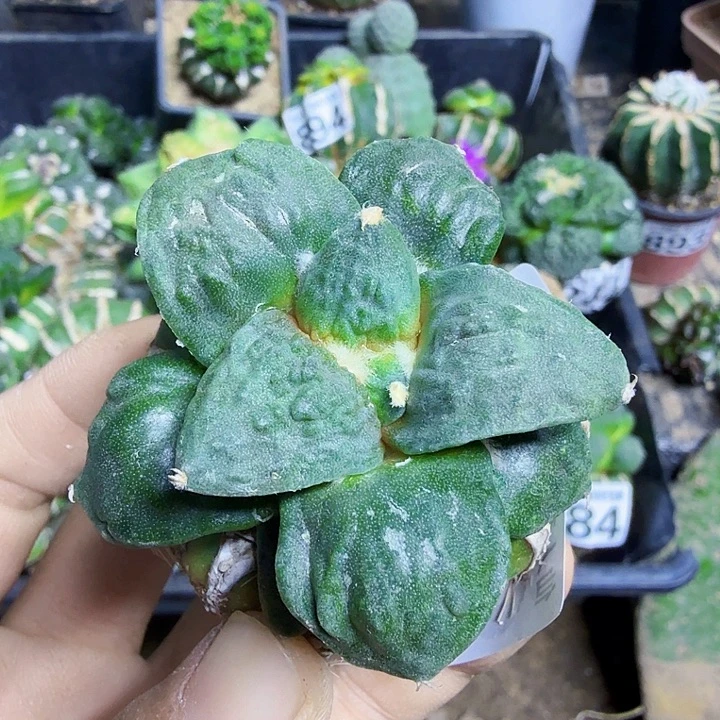 无花朵911栗源怒涛小苗