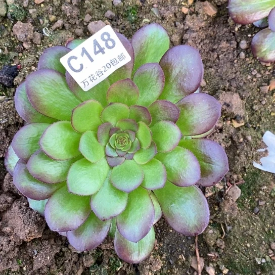 148雨荷多肉植物