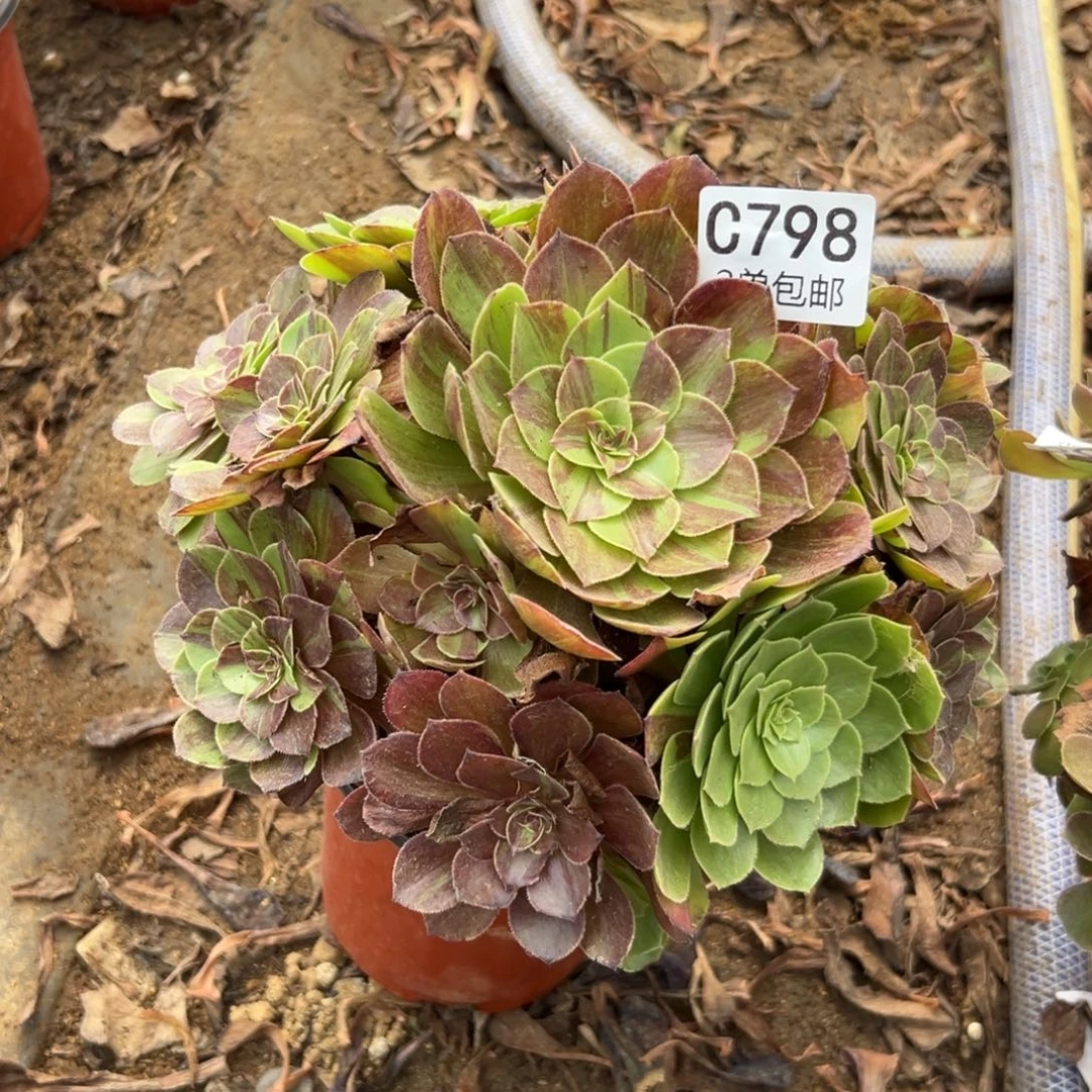 798多肉  花月夜 不包断头