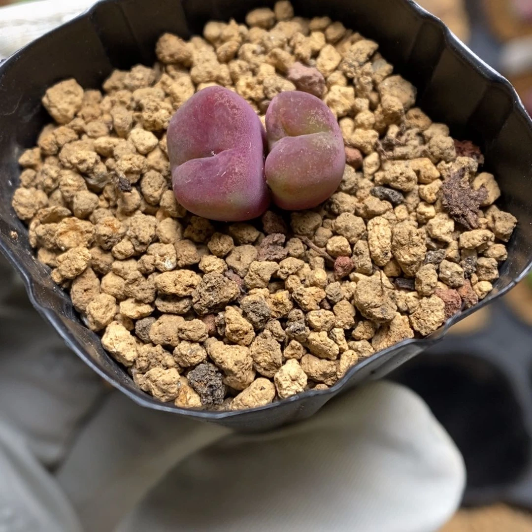 多肉植物肉锥杂交K-3809