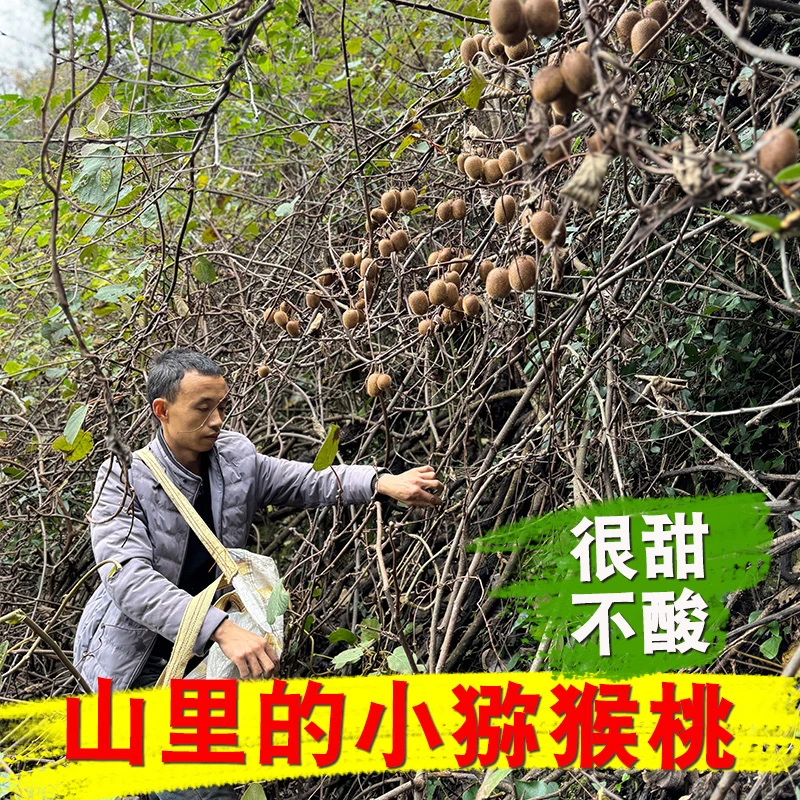 AA【9甜1酸】新鲜水果现摘5斤装