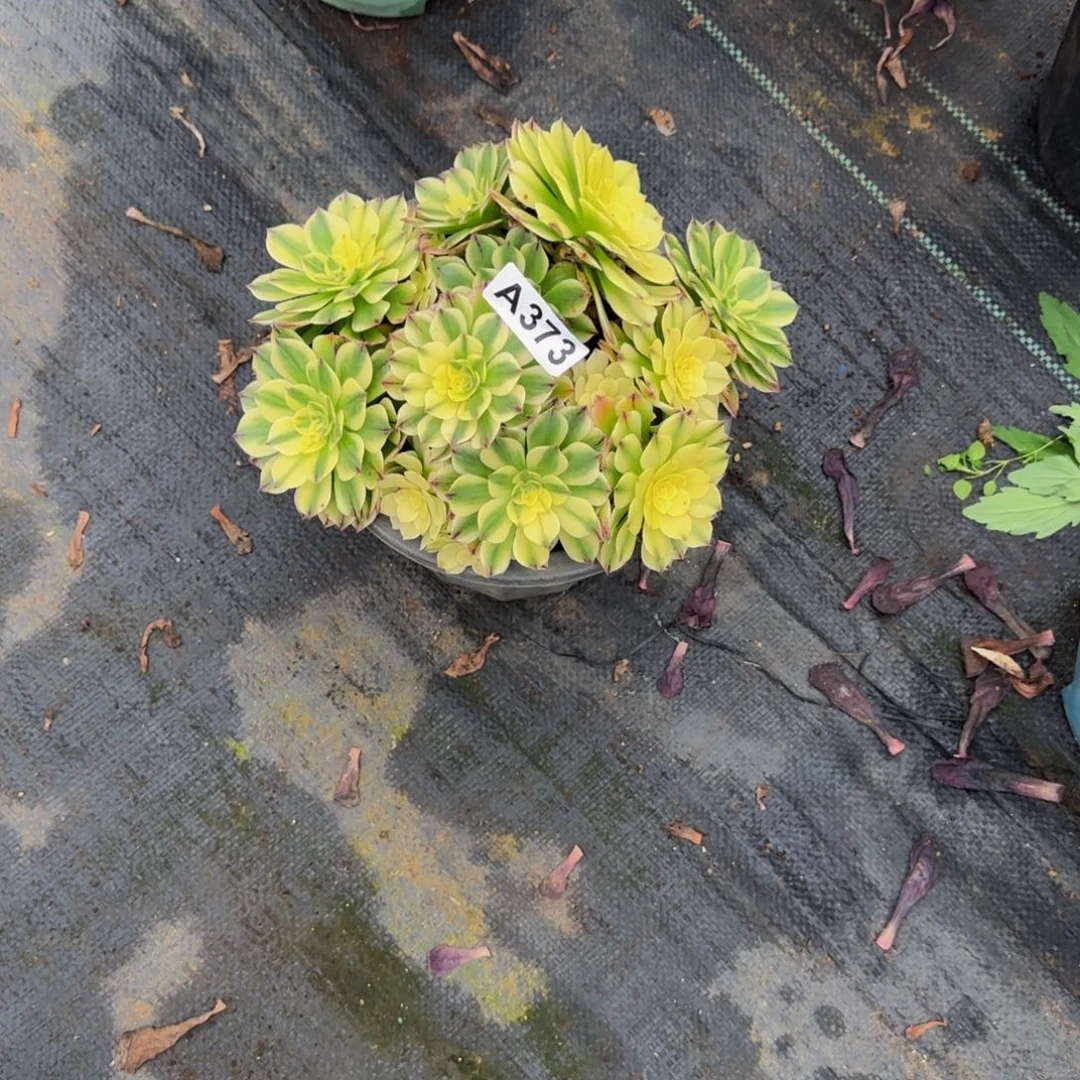 373多肉法师锦1111