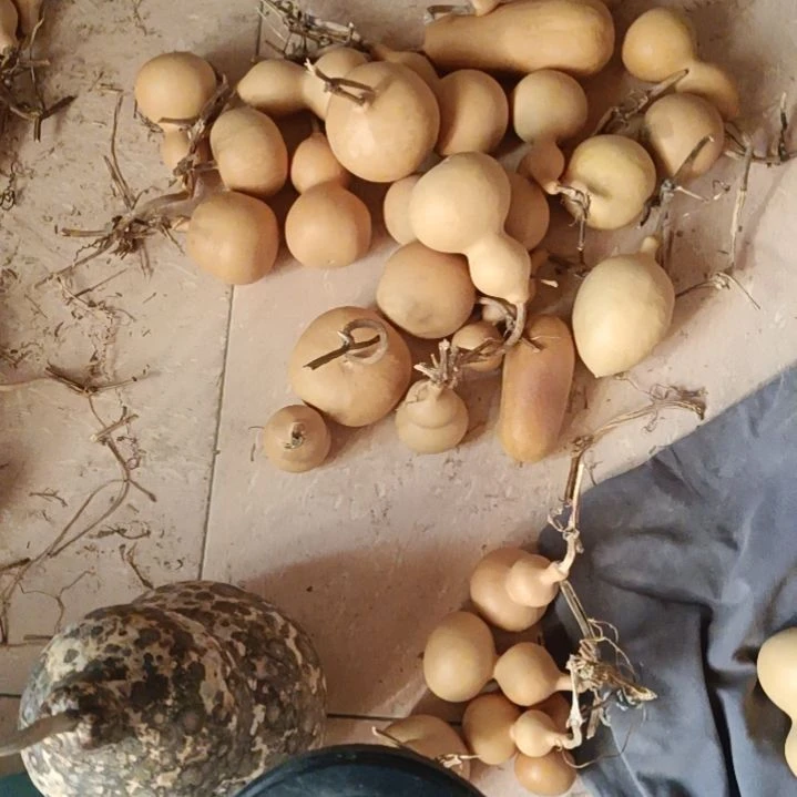 一把大花皮葫芦，4把好八宝葫芦，一个一班葫芦，24个瑕疵葫芦