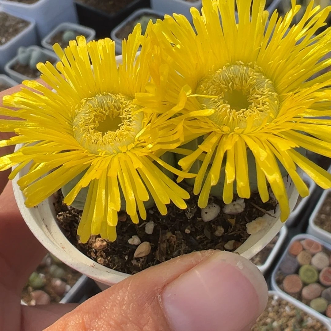 258多肉植物种类多样