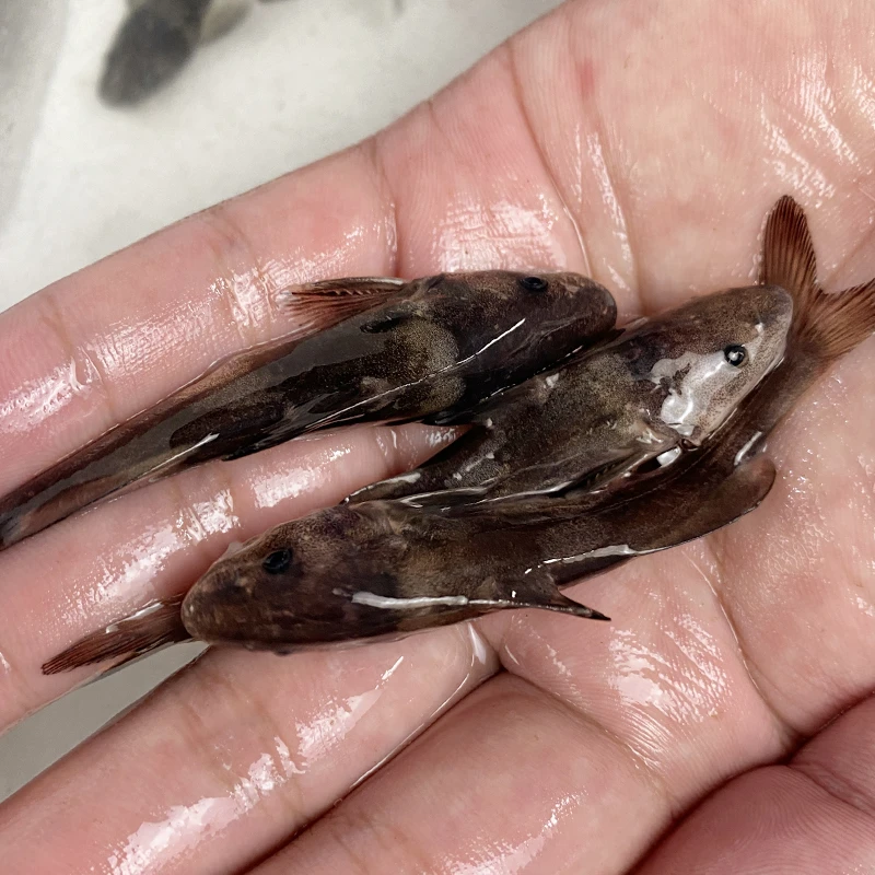 活体鱼四川江团  肉质鲜美淡水养殖  渔场直发观赏水族淡水饲养