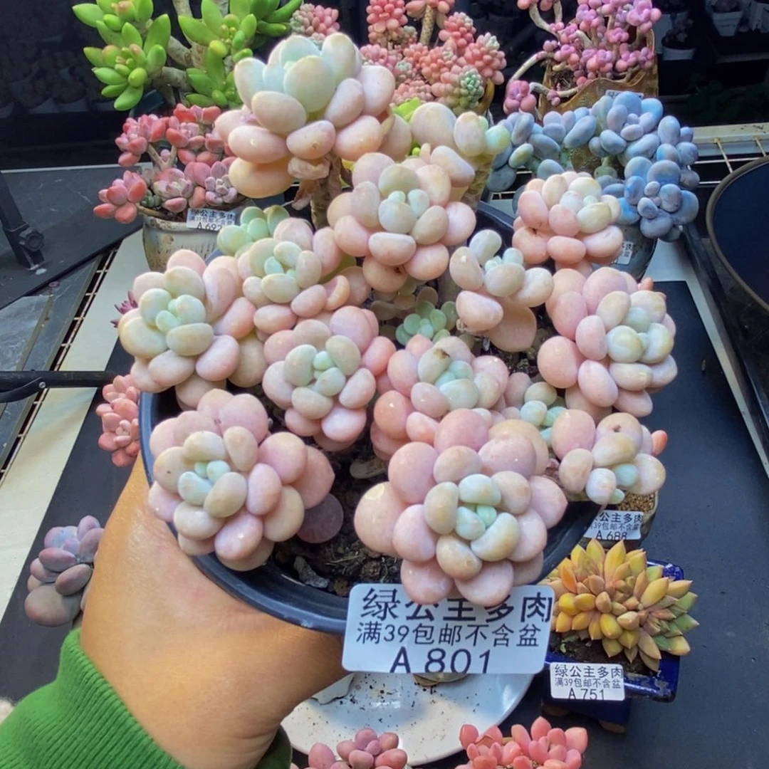 801洛可可多肉10c m
