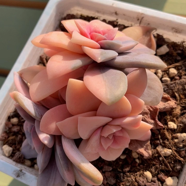 华丽风车锦锦上园艺一物一拍