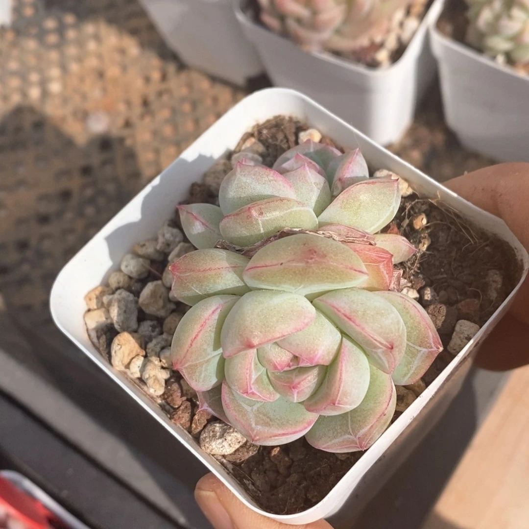 精品多肉一物一拍不包整36