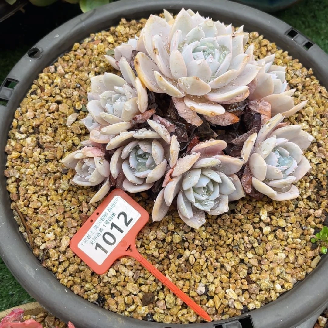 1012一个状态比较好的白茶手捧