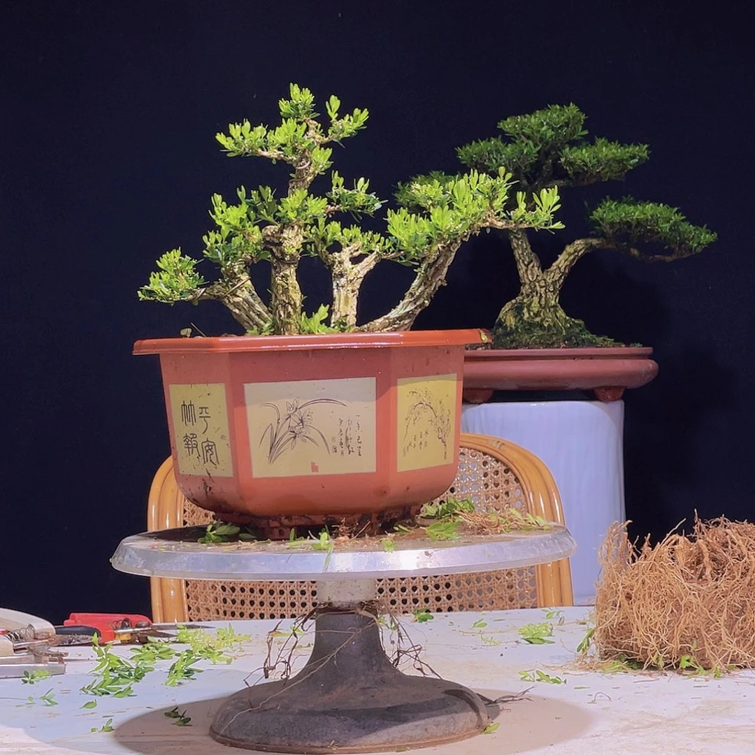 无花朵广东皱皮雀舌黄杨盆景