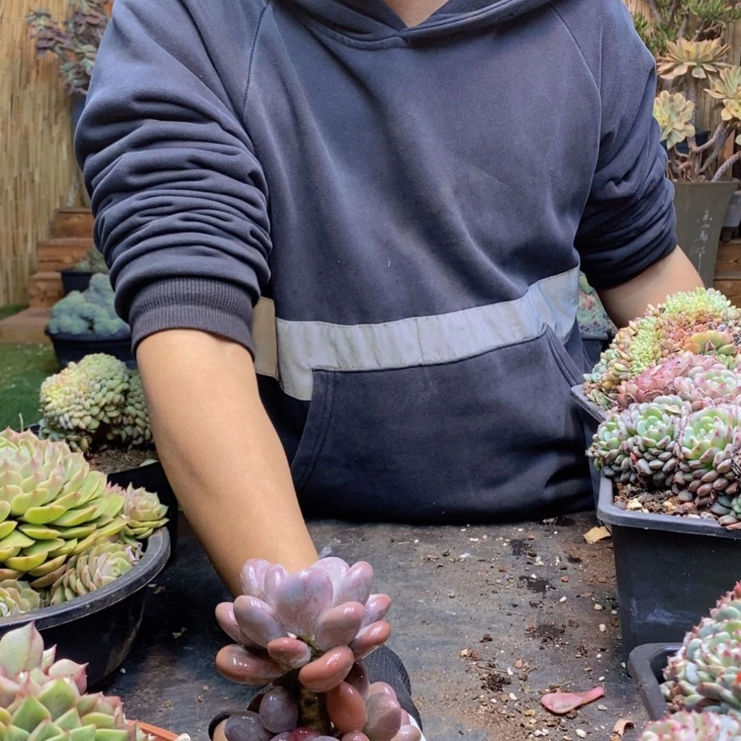 丹*?C217号奶酪多肉