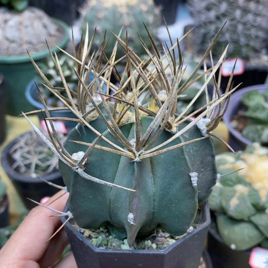 42号 实生水牛角整体9.5公分