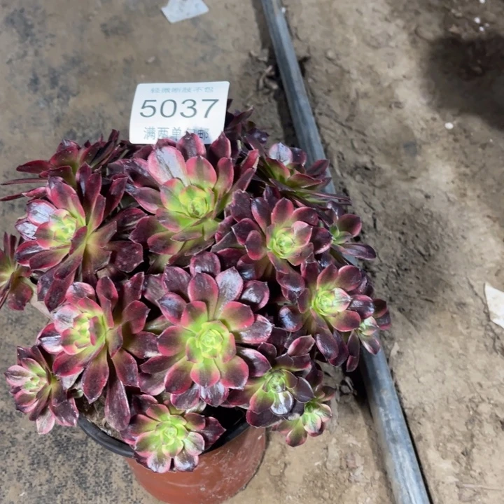 5037安娜的人多肉的