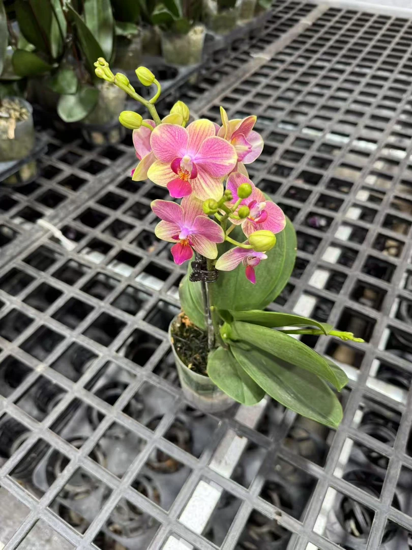 蝴蝶兰[夏日]室内高端花卉昆明直发